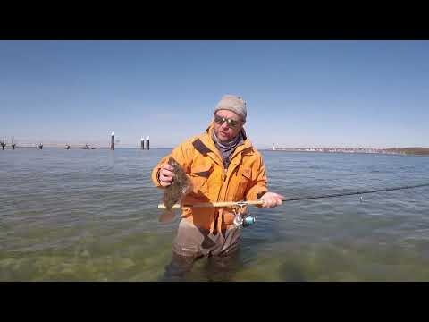 Watfischen mit dem Flunder Wunder