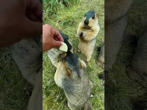 marmot baby marmot funny