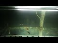 native 200 gallon 800 litres aquarium fish tank