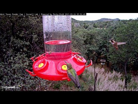 Male Calliope Stops In For A Quick Sip At West Texas Feeders – Sept. 24, 2021