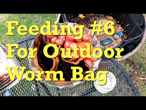 Outdoor worm bag bedding boost plus a tomato & coffee meal - vermicompost