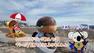 2026/3/31放送・知ったかぶりカイツブリにゅーす