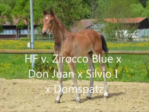 HF v. Zirocco Blue x Don Juan x Silvio I x Domspatz