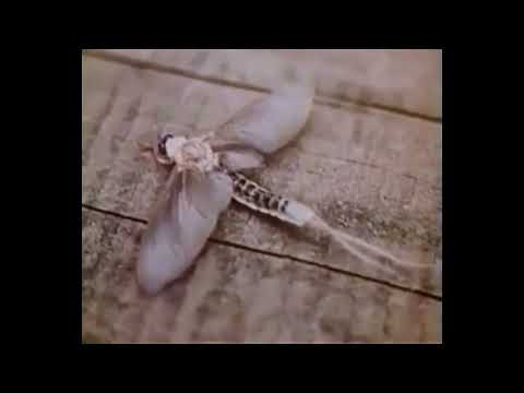 Les inventions de la vie 8   L'aventure des ailes