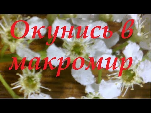 USB микроскоп своими руками.  Часть 2