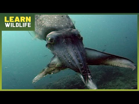 South Seas Survival - Untold Battles and Wonders of Ocean Life