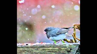 The Seekers - &quot;California Dreamin&#39;&quot;