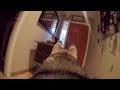 What Does My Husky Do When Home Alone GoPro Spy Footage