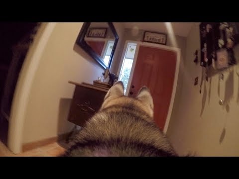 What Does My Husky Do When Home Alone? *GoPro Spy Footage* Video