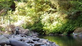Tenkara USA rod catching some trout on creek that flows into Smith River in NorCal #1