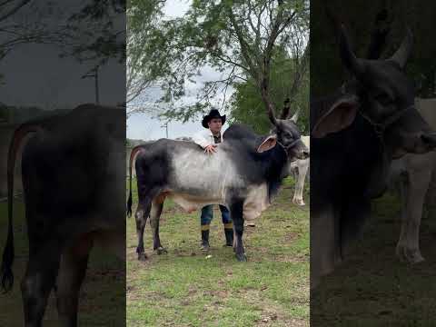 TOURAÇO GUZERÁ CAMPEÃO DA PARAÍBA #shorts