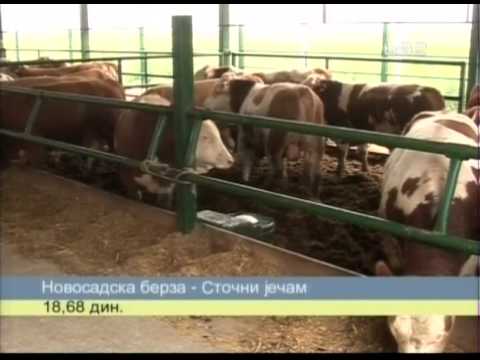 Savremena stala za junad i pitanje kome prodati ? Zasto Albanski mesari dobro placaju ?