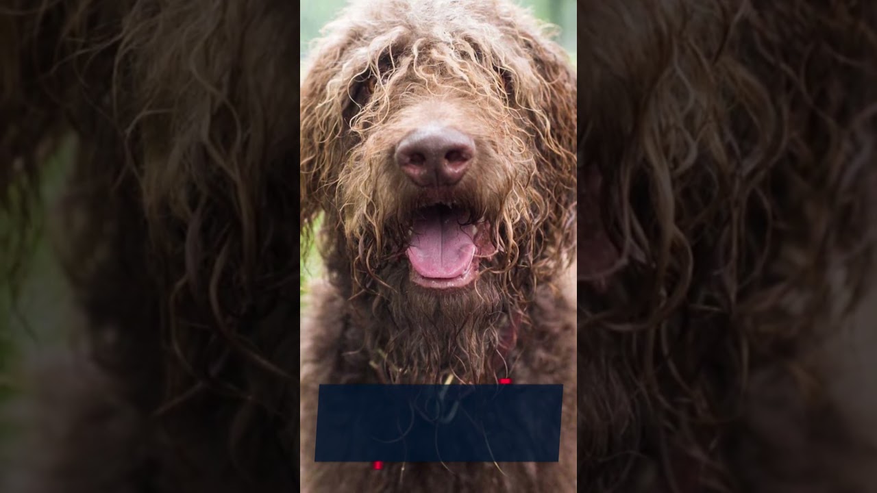 Here are the 5 Cartoon Character Names for a Boy Boxerdoodle!