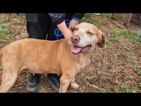 Vídeo de DAISY