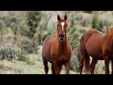 Wild Lands Wild Horses - Dani California & Skydog