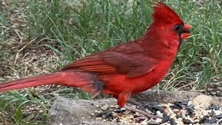 Birds At The Feeder