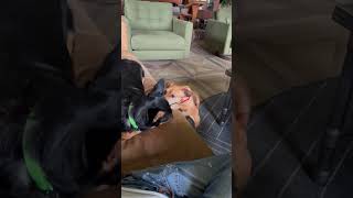 Video preview image #1 Chihuahua Puppy For Sale in East Derry, NH, USA