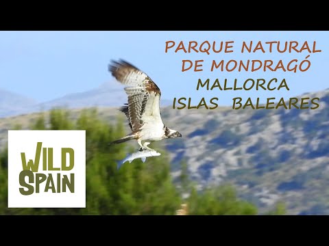 download lagu mp3 mp4 Las Barracas Mallorca, download lagu Las Barracas Mallorca gratis, unduh video klip Las Barracas Mallorca
