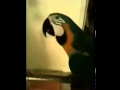 WTF Parrot