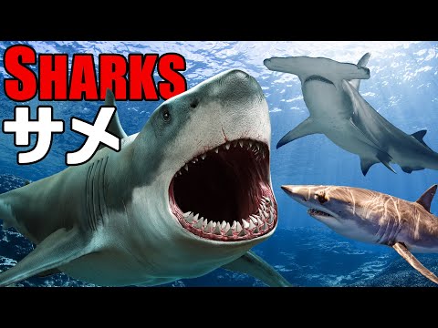 サメの種類 - 種類とその特徴 - スクワリ目