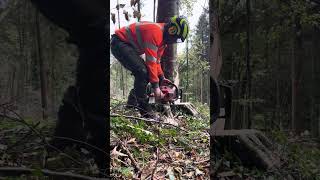 Cracking POV of one of my students preparing and felling his tree…feedback so important