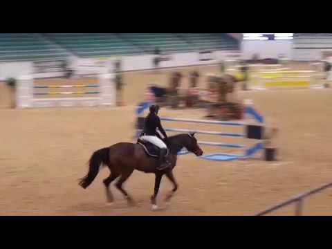 Cleonia (Conthargos x Silvio) 5-jährige Stute