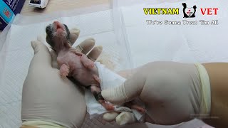 Veterinarian tried to revive 2 baby newborn kitten
