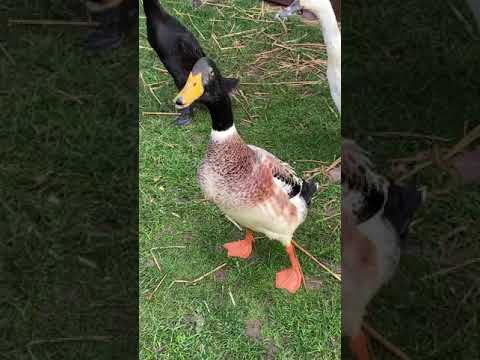 Male Indian Runner Duck sound