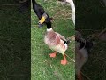 Male Indian Runner Duck Sound