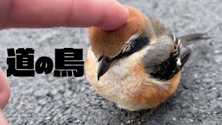 地面に落ちていた “未知の鳥” を緊急保護しました