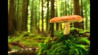 Santana -Spring Manifestations/Canto de los Flores