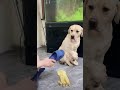 Unyielding Motherly Love A Dog Mom Shields Her Puppies From Harm