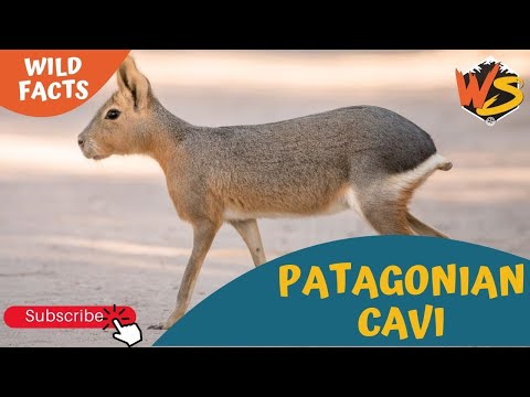 Meet the Patagonian Cavy! The Fourth Largest Rodent On Planet Earth!