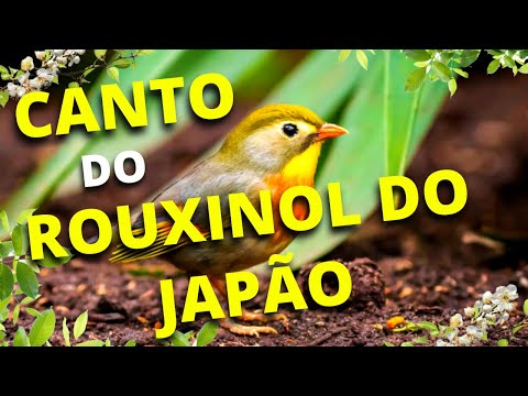 Canto do pássaro Rouxinol do Japão   canto dos passaros