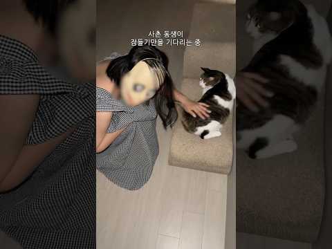 고양이인척 동생 놀래키는 법
