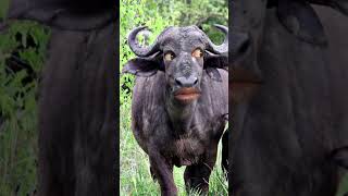 New buffalo cartoon hamma hamma website #animals #newstorybuffalo #animalcharacters #babybuffalo