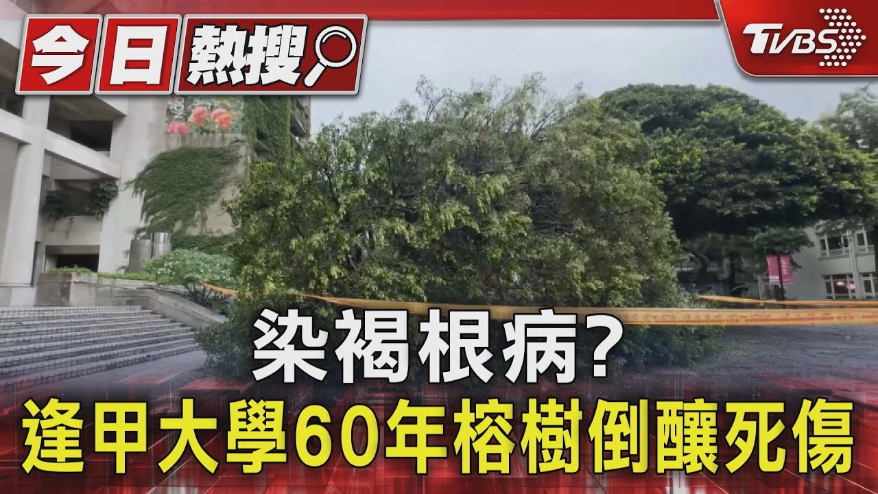 染褐根病?逢甲大學60年榕樹倒釀死傷