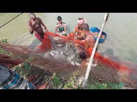 শিবপুর গাঙ্গপাড় ক্লাস্টারে চিংড়ি ও সাদা মাছ আহরণ