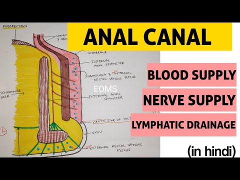 Anal Canal - 3 | Blood supply and Nerve Supply
