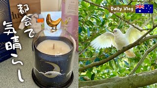 シドニーでオウムを眺めたり、キャンドル買ったり。海外暮らしの気晴らし