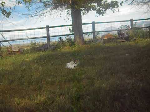 yuki at 6 weeks of age