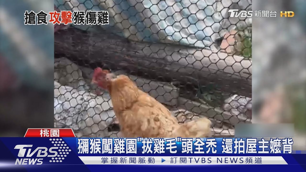 獼猴闖雞園「拔雞毛」頭全禿還拍屋主嬤背