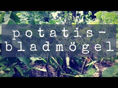Potatisbladmögel på potatis