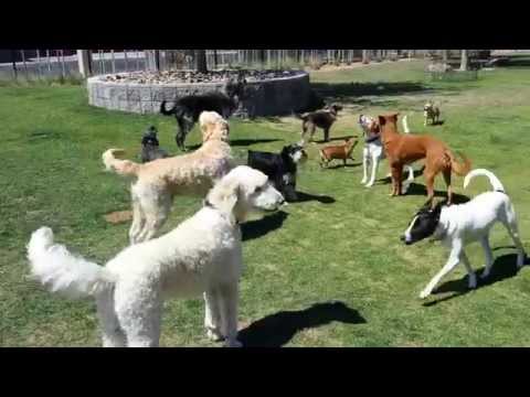Hydrant Club Canine Choral Society