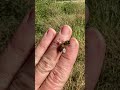 When The Bee Stings