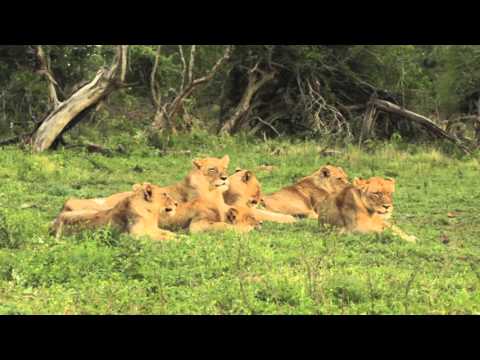 download lagu mp3 mp4 Be Bold Like A Lion, download lagu Be Bold Like A Lion gratis, unduh video klip Be Bold Like A Lion