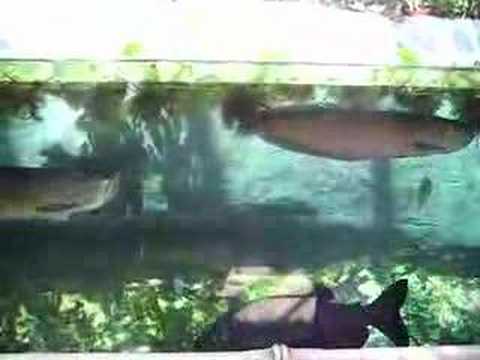 Komo Zoo Tropical Fish Huge Fish Arowana, Pacu
