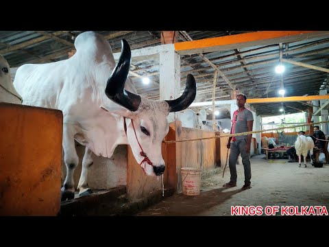 BIGGEST BAHUBALI KANKREJ OX OF 2023 🔥 FROM KHAN DAIRY FARM GOLBARI #viral || Kolkata cow 2023 ||
