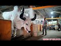 BIGGEST BAHUBALI KANKAREJ OX OF 2023 🔥 FROM KHAN DAIRY FARM GOLBARI #viral || Kolkata cow 2023 ||
