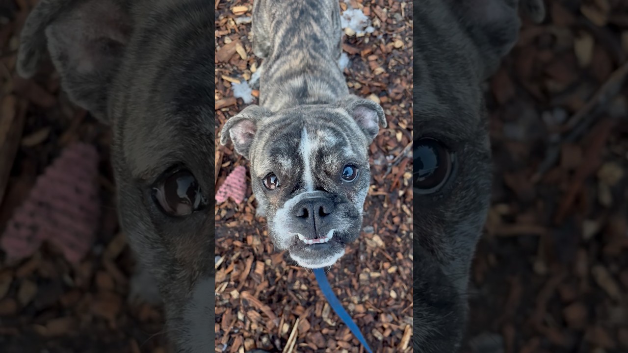 Enlarge Ziggy, an adoptable English Bulldog in Briarcliff Manor, NY video 3/3